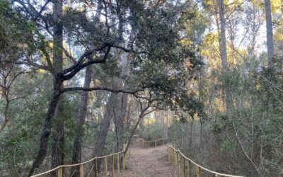 La Fundación Sa Nostra y la UIB colaboran en el proyecto ‘Bosque Mediterráneo Vs Cambio climático’ para preservar la biodiversidad en Ca’n Tàpera»