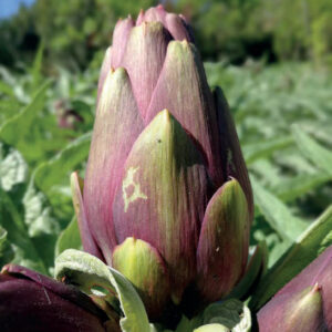 DEL JARDÍN BOTÁNICO A LA COCINA: LA ALCACHOFA MALLORQUINA